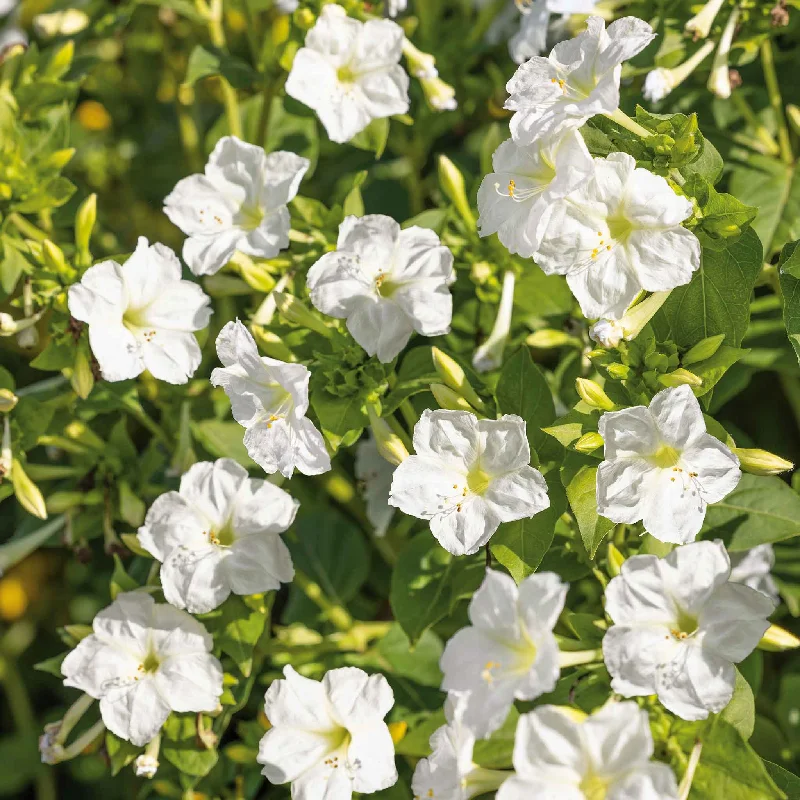 Four O'Clock Seeds - White