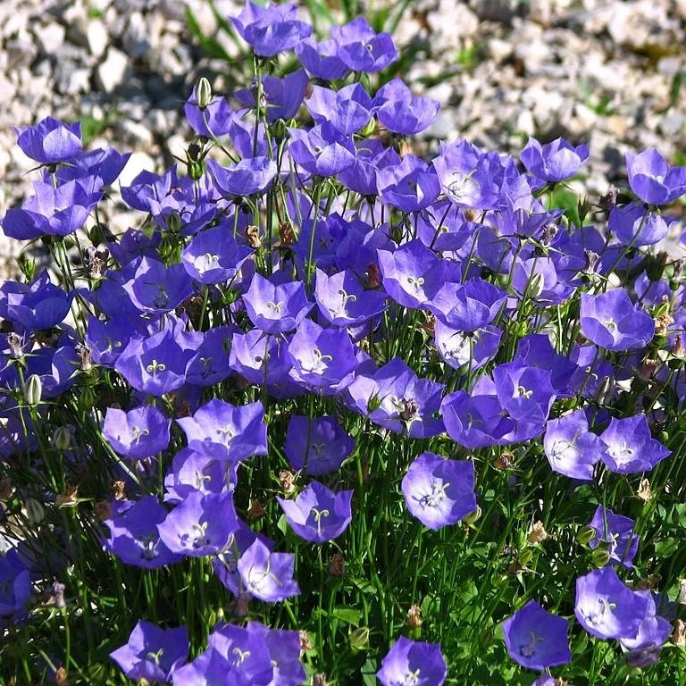 Campanula p. 'Compact Deep Blue' ~ Monrovia® Clockwise™ Deep Blue Dalmation Bellflower