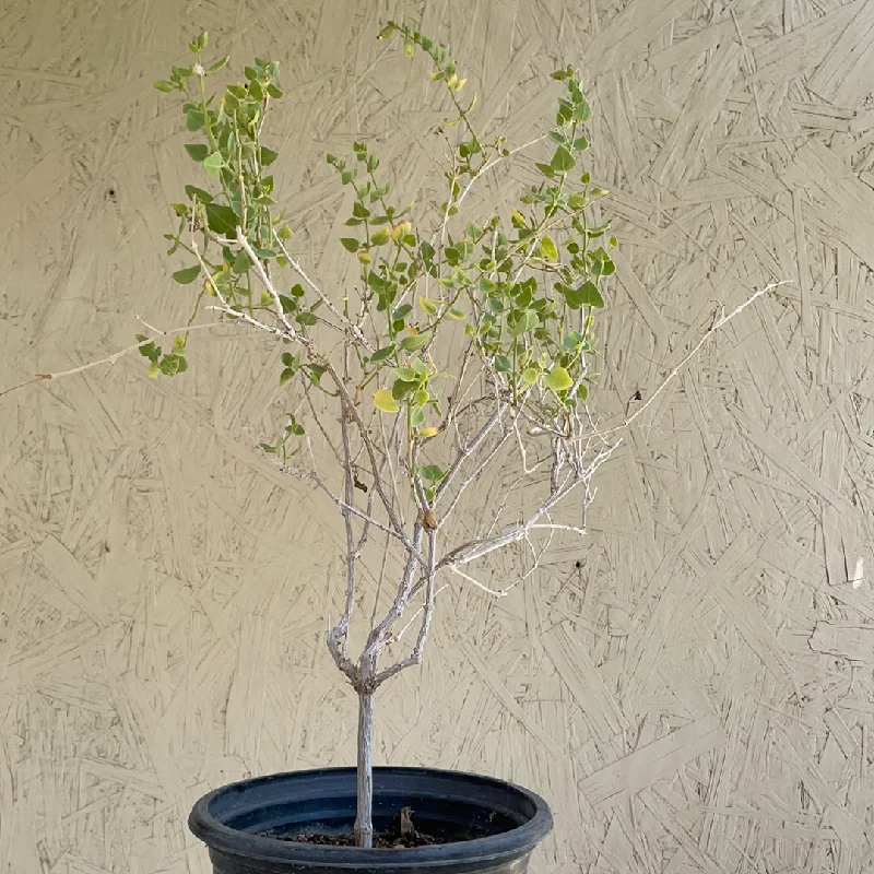 Mirabilis bigelovii, Bigelow's Desert Four O'Clock