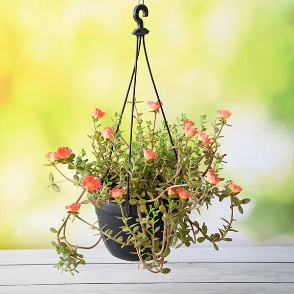 Portulaca,10 O Clock (Any Color, Hanging Basket) - Plant