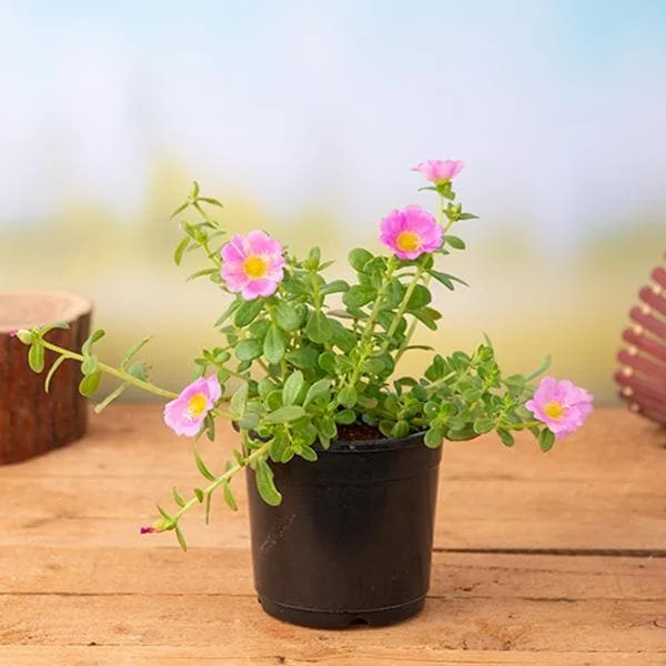 Portulaca, 10 O Clock (Pink) - Plant