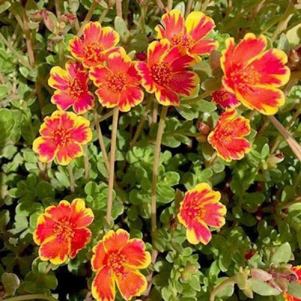 Portulaca, 10 O Clock (Sunrise) - Plant