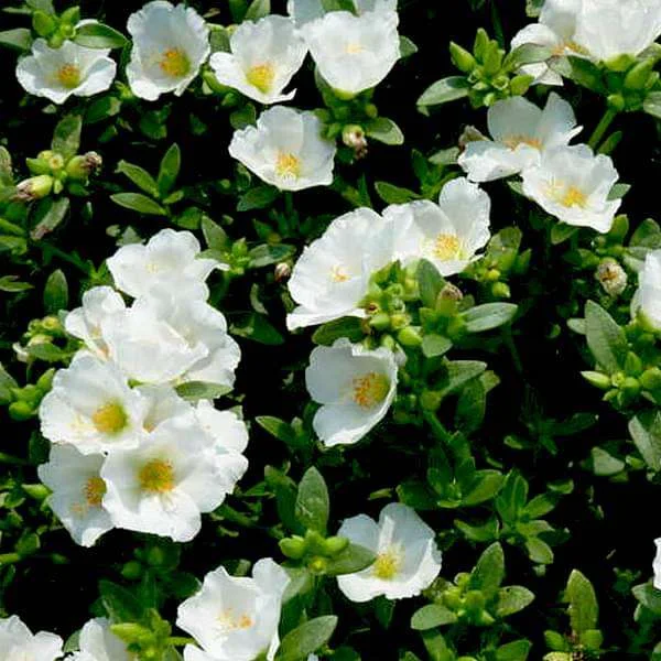 Portulaca, 10 O Clock (White) - Plant