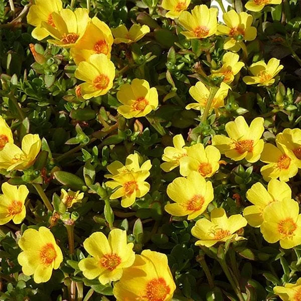 Portulaca, 10 O Clock (Yellow) - Plant