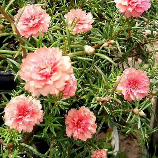 Portulaca, 9 O Clock (Peach) - Plant