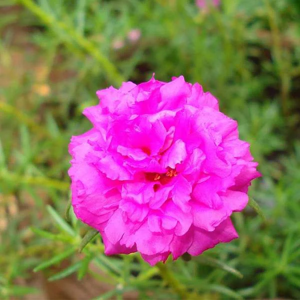 Portulaca, 9 O Clock (Pink) - Plant