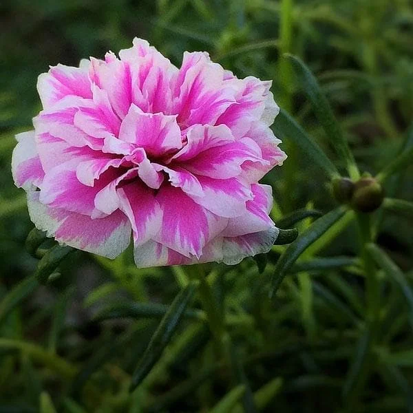 Portulaca, 9 O Clock (Pink, White) - Plant