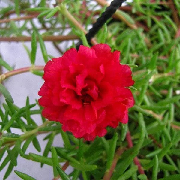 Portulaca, 9 O Clock (Red) - Plant