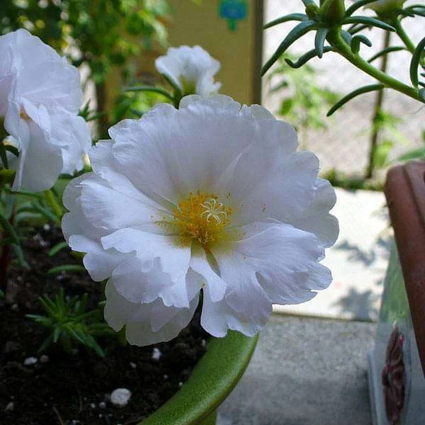 Portulaca, 9 O Clock (White) - Plant