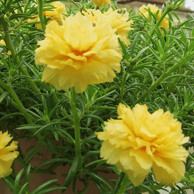 Portulaca, 9 O Clock (Yellow) - Plant