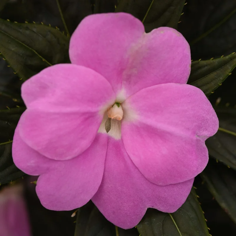 Impatiens hawkeri 'Balclolav' ~ Clockwork™ Lavender New Guinea Impatiens